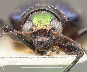 Media type: image; Entomology 9936   Aspect: head frontal view